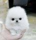 Cute and healthy Toy Pomeranian Puppies