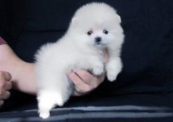 Pure White Teacup Pomeranian Puppies For Sale