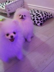 amazing White Pomeranian Boy Pups