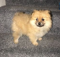 my good looking pomerianian puppy for sale