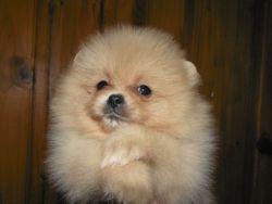 Beautiful Parti Pomeranian Pups For Sale