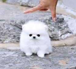cutest White Pomeranian PuppiesText (xxx) xxx-xxx0