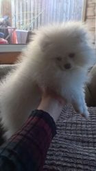 Gorgeous Pomeranian Boy Left