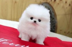 Adorable purebred Pomeranian Puppies (xxx)-xxx-xxxx