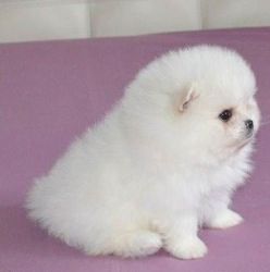 12 weeks old Pomeranian puppies for sale