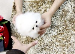 AKC Teacup-Size Pomeranian Puppies