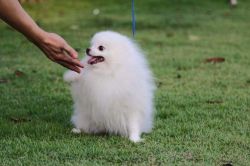 Priceless White Pomeranian Puppy For sale