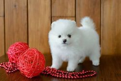 Healthy Home raised Pomeranian pups available $320.00