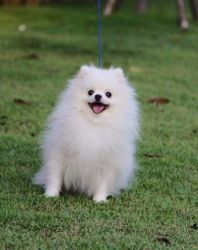 Priceless White Pomeranian Puppy For sale