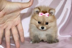 Teacup Pomeranian Available Now!