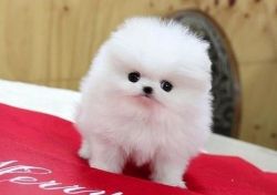 Outstunning Pomeranian Puppies Available.