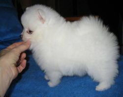 Best Trained Male And Female Pomeranian Pups