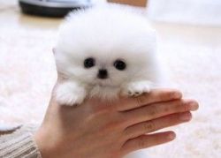 cute and adorable x mas teacup pomeranian puppies for adoption