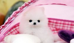 Lovely Teacup Pomeranian Puppies Ready