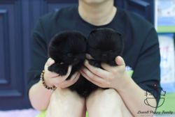 Black Teddy bear Pomeranian Puppies For Sale - Poppy&Ava