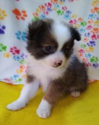 Well Trained Pomeranian Puppies For Sale.