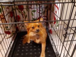 Toy pom looking for forever home.