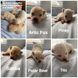 Pom pups for sale!