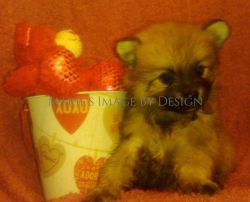 AKC Sable Toy Female Pomeranian Puppy