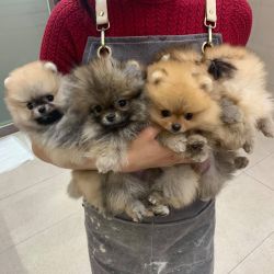 Available Pomeranian puppies ready to go home.