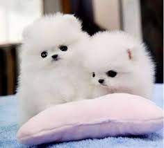 Suee Pomeranian Puppies