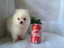 Teacup Pomeranian Puppy!