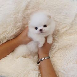 Top Quality Pomeranian Puppies