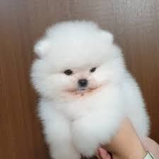 super pomeranian puppies available