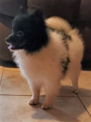 Handsome party Poms M/F puppies