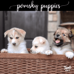 Playful Pomsky Puppies