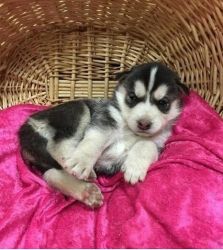 Blue eyes pomsky puppies for sale