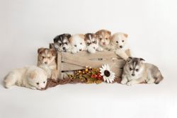 Pomsky Puppies ready on Nov 16, 2022