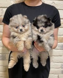 Well trained teacup Pomeranian puppies