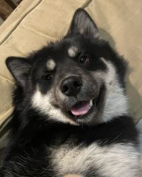 11 month old male Pomsky intact