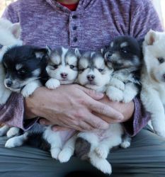 Lovely Pomsky Puppies