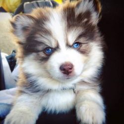 Charming Pomsky Puppies