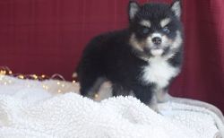Humble Male & Female Pomsky Puppies