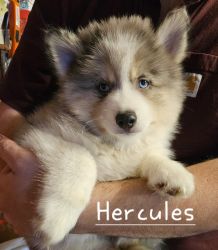 Hercules - Boy
