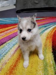 For sale two Pomsky puppies
