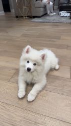 White Pomsky puppy