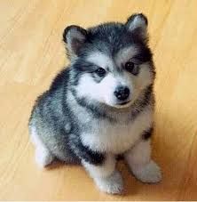 Nice home raised Pomsky puppies for sale.