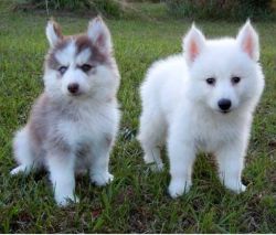 Adorable Pomsky Puppies for Re-Homing