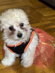 Poodle puppy to sell