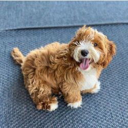 Adorable Mini Goldendoodle For Adoption