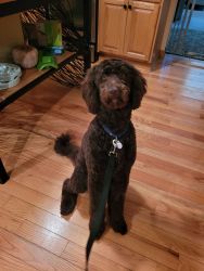 Sweet Poodle Looking For New Home