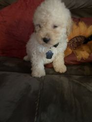 Poodle for sale