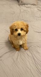 AKC 4 month old Apricot Toy Poodle