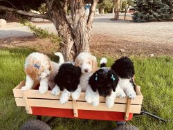 8 week AKC Parti Poodle Puppies