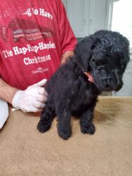 STANDARD POODLE PUPPIES