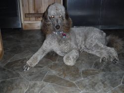 AKC Standard Poodle Puppies arriving soon. Oct 4th 2022